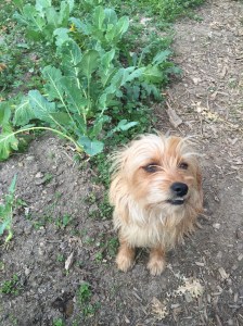 Henry in high tunnel