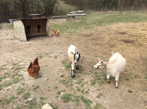 Goats and chicken
