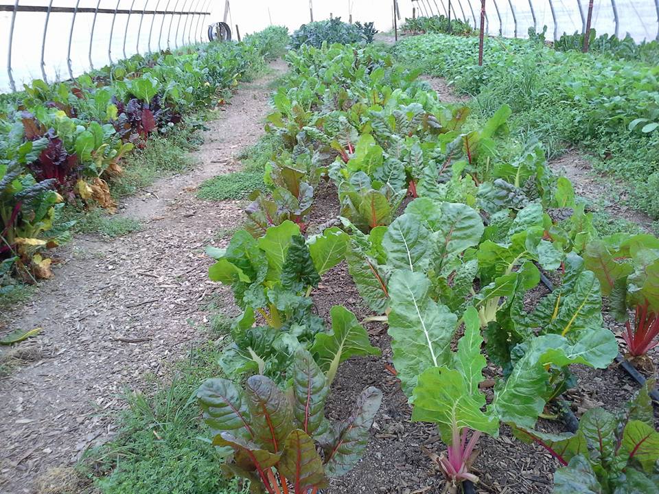 Tant Hill Farm photo 5